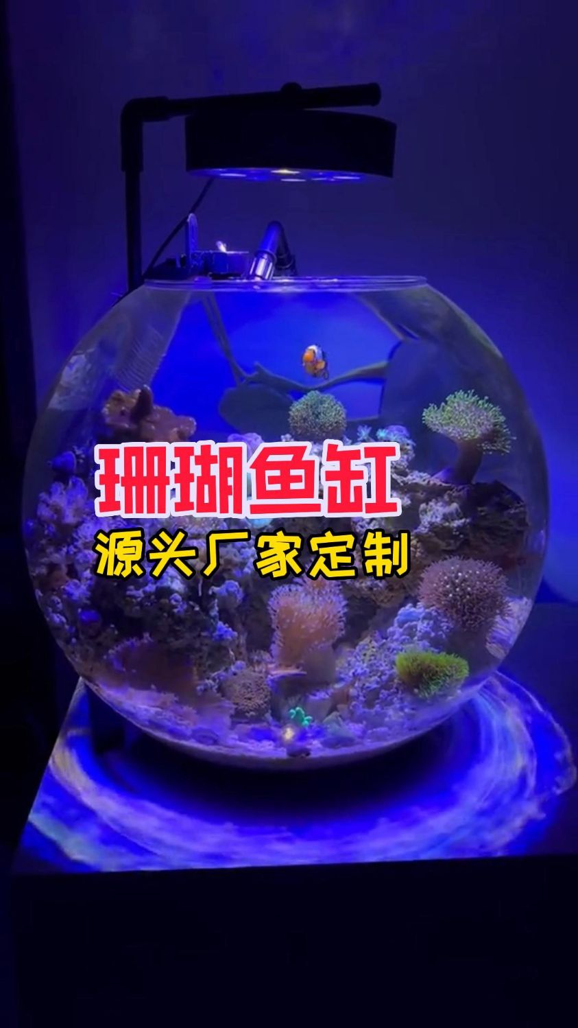 小型球形海水珊瑚鱼缸,有点惊艳