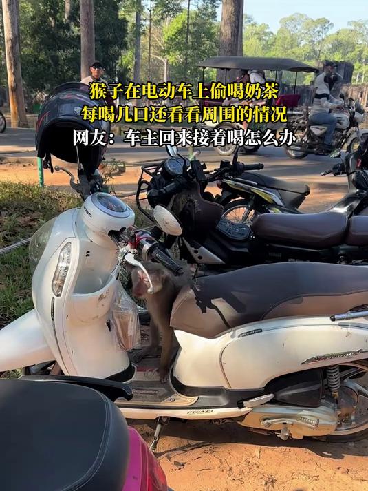 猴子在电动车上偷喝奶茶，每喝几口还看看周围的情况，网友：车主回来接着喝怎么办