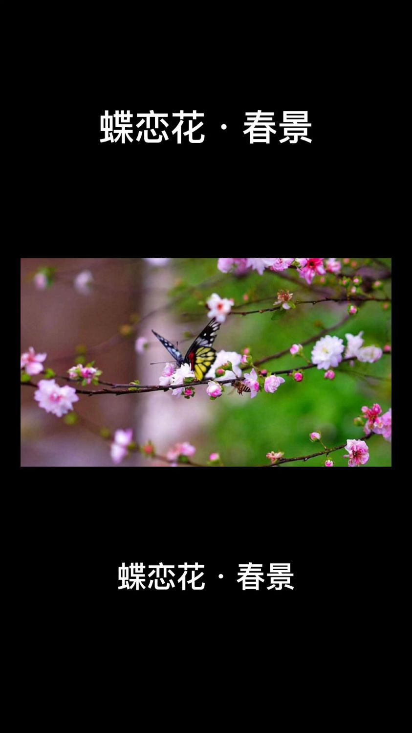 蝶恋花·春景 苏轼