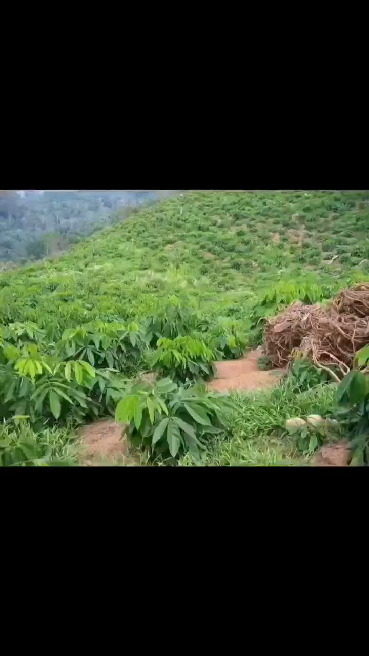 虾蟹塘主清理小杂鱼