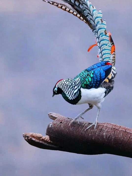 分享不同品种的鸟,看你认识哪几种?