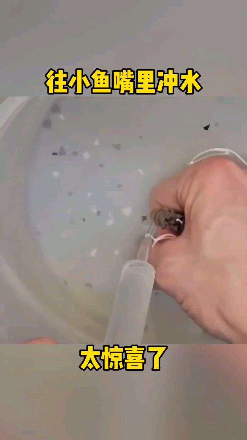 往小鱼嘴里冲水,太惊喜了