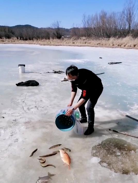 红毛鲤鱼见者发财