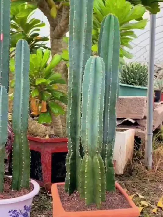 想养好仙人掌?量天尺品种了解下,盆栽秘籍在这