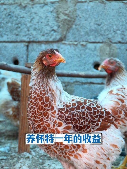 养怀特鸡的一年 大家觉得收益怎么样