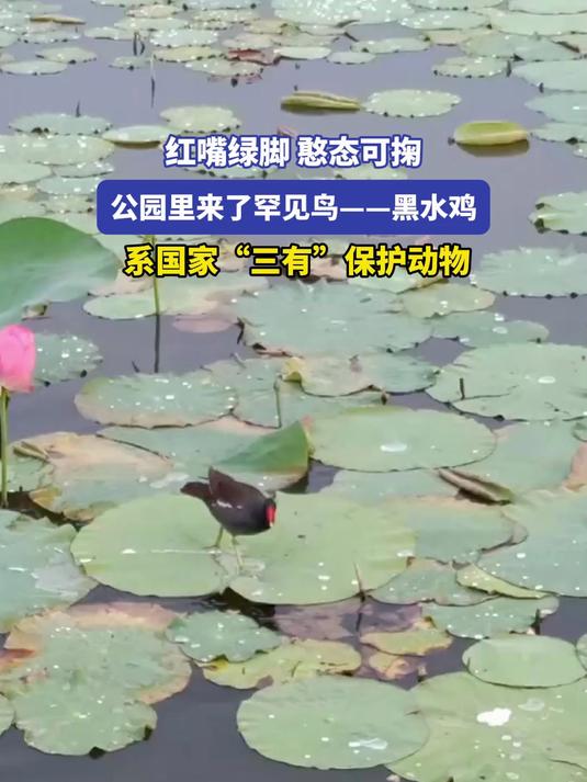 红嘴绿脚 憨态可掬 公园里来了罕见鸟——黑水鸡 系国家“三有”保护动物