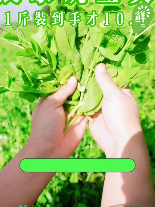 不是普通青菜!豌豆尖自带清甜,柔嫩无渣,回味清香!