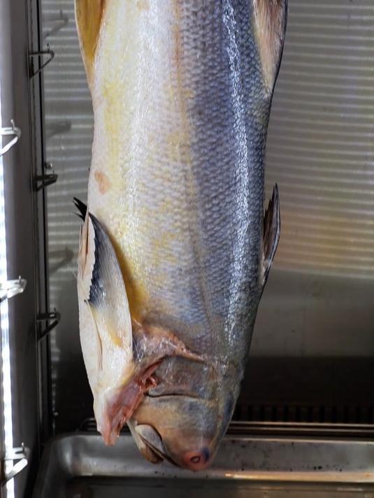 尝尝“海中千层糕”:干式熟成7天马友鱼