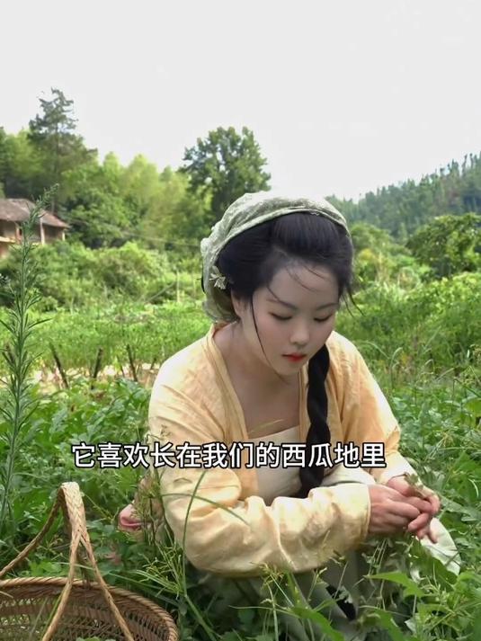 今天带你们看看生活在山里的都吃什么野菜