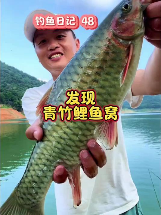 发现青竹鲤鱼窝啦