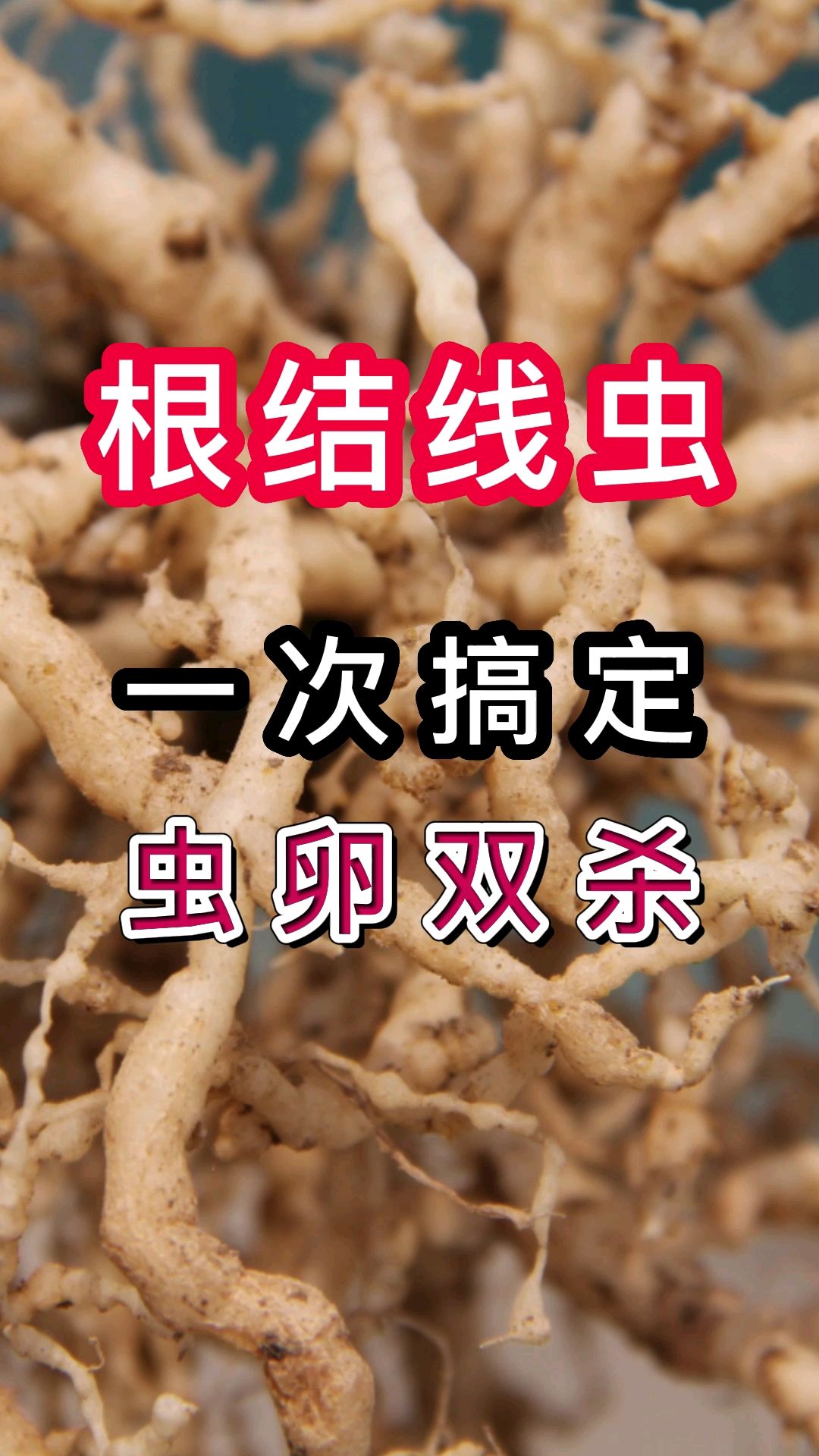 根结线虫用什么效果好?该如何防治?根结线虫虫卵兼治的最新配方淡紫紫孢菌虫卵全搞定