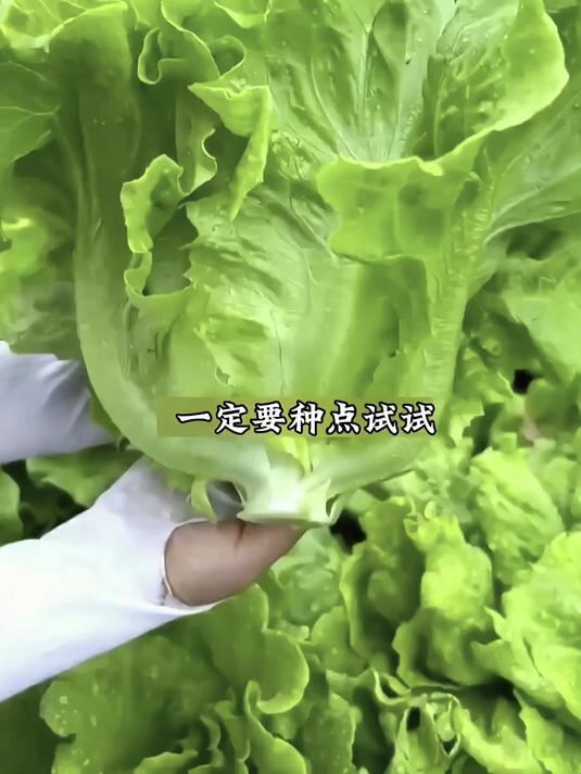 种子泡水就膨胀发芽,意大利品种耐抽薹,火锅必备的奶油脆甜口感