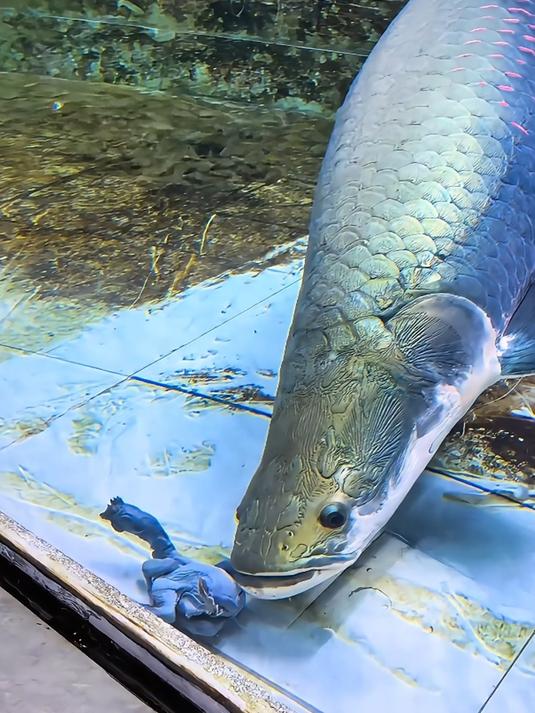 亚马逊河流的王者:巨骨舌鱼!