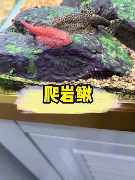 观赏鱼中的“清道夫”!爬岩鳅入缸,鱼缸瞬间干净