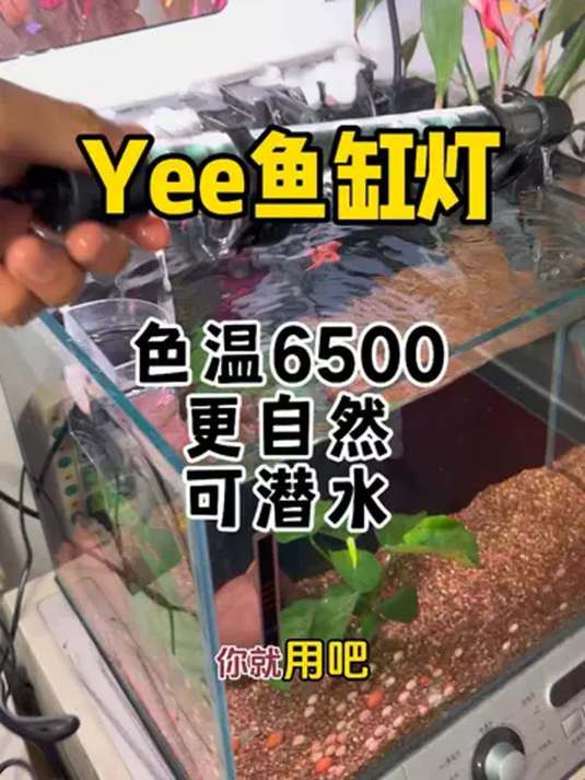 鱼缸灯选对了!6500 色温 红鱼不红水 鱼更艳