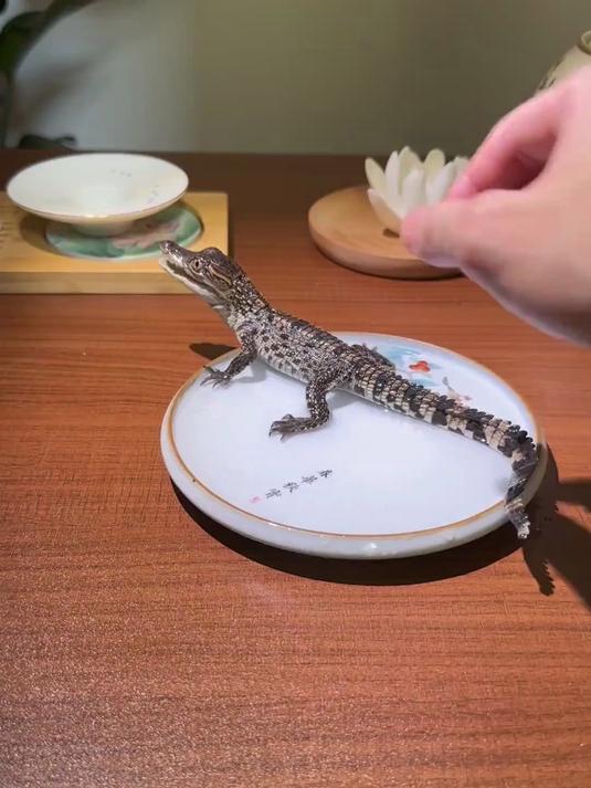 我终于要养鳄鱼了!茶水鳄 真可爱