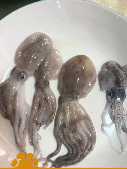 女子发现菜市场买的章鱼,其中一只身上有蓝色小圆环