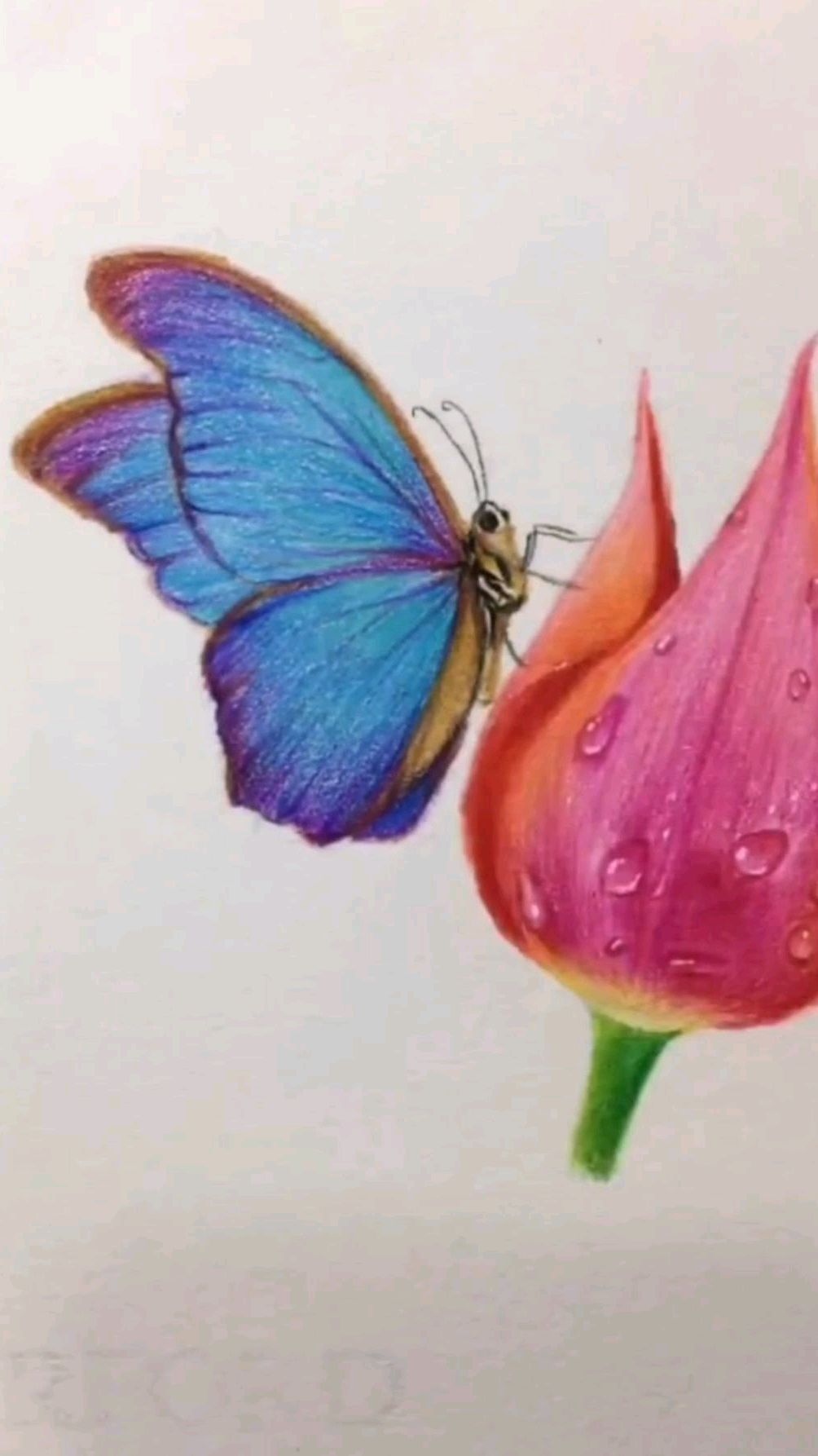 彩色铅笔画:教大家画一只蝴蝶