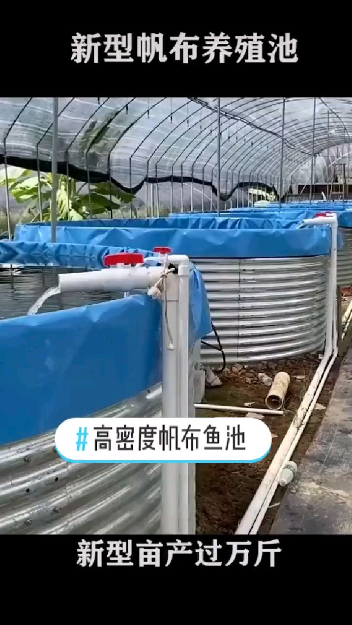 新型养殖业新模式,帆布养殖池,一桶能养几千块,这样还能养鱼真是长见识
