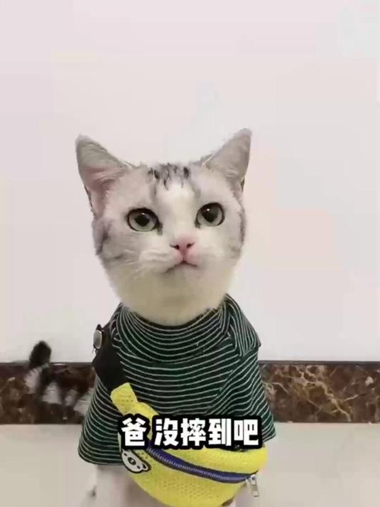 我家里的小猫都是大孝子