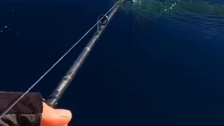 鬼头刀鱼:海洋中的凶猛掠食者与餐桌上的美味佳肴
