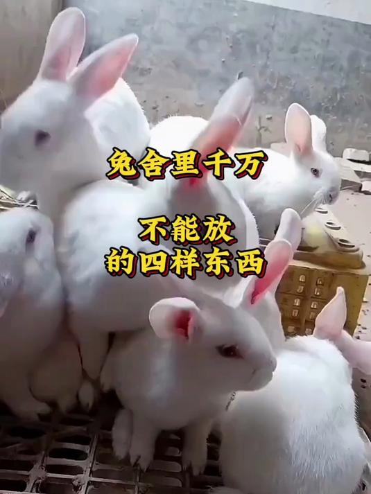 肉兔养殖必看!小兔出生后多久能吃东西,养兔人告诉你