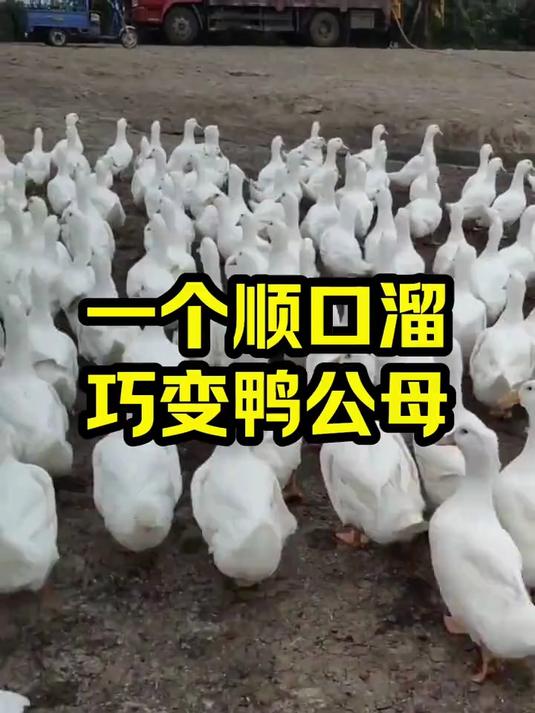 一个顺口溜 巧变鸭公母