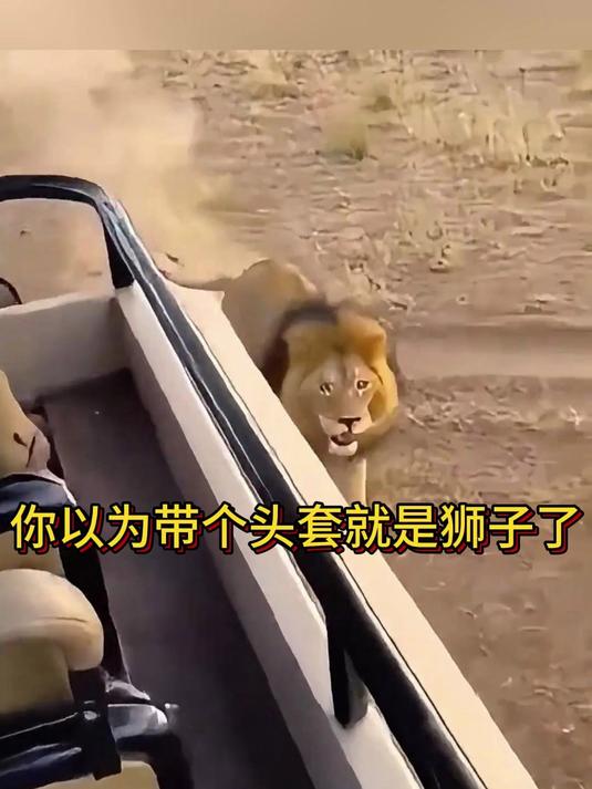 你以为带个头套就是狮子了吗#搞笑动物配音#