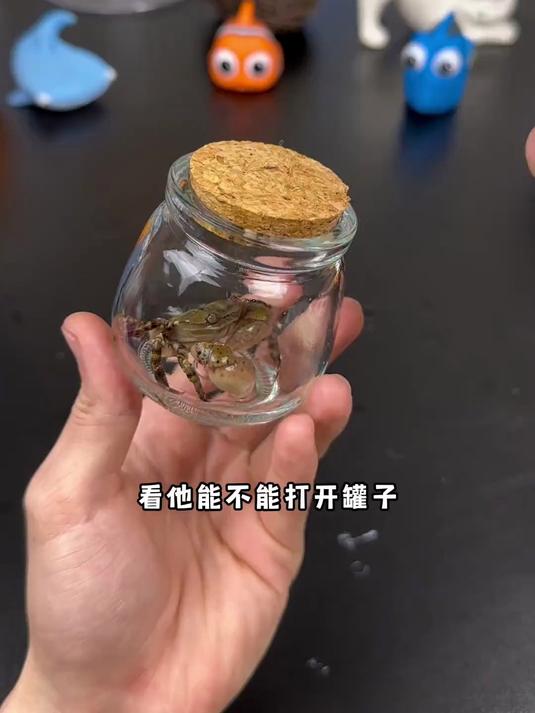 章鱼哥终于来了