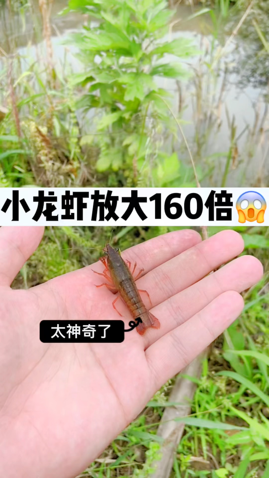 小龙虾放大160倍看看是什么样子的