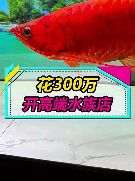 花费近300万开高端水族店，鱼的价位都是10万起步