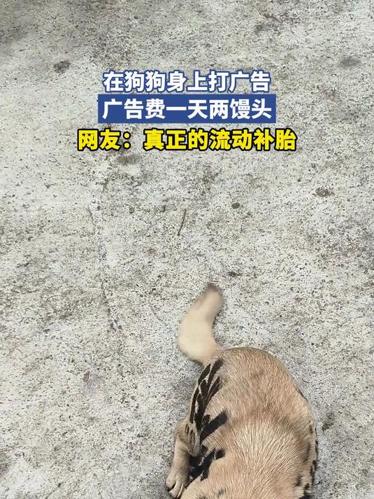 在狗狗身上打广告,广告费一天两馒头