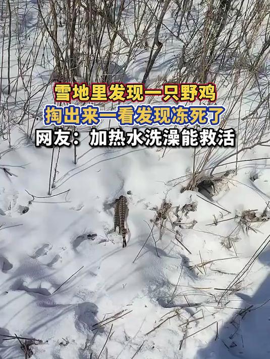 雪地里发现一只野鸡,掏出来一看发现冻死了,网友:加热水洗澡能救活