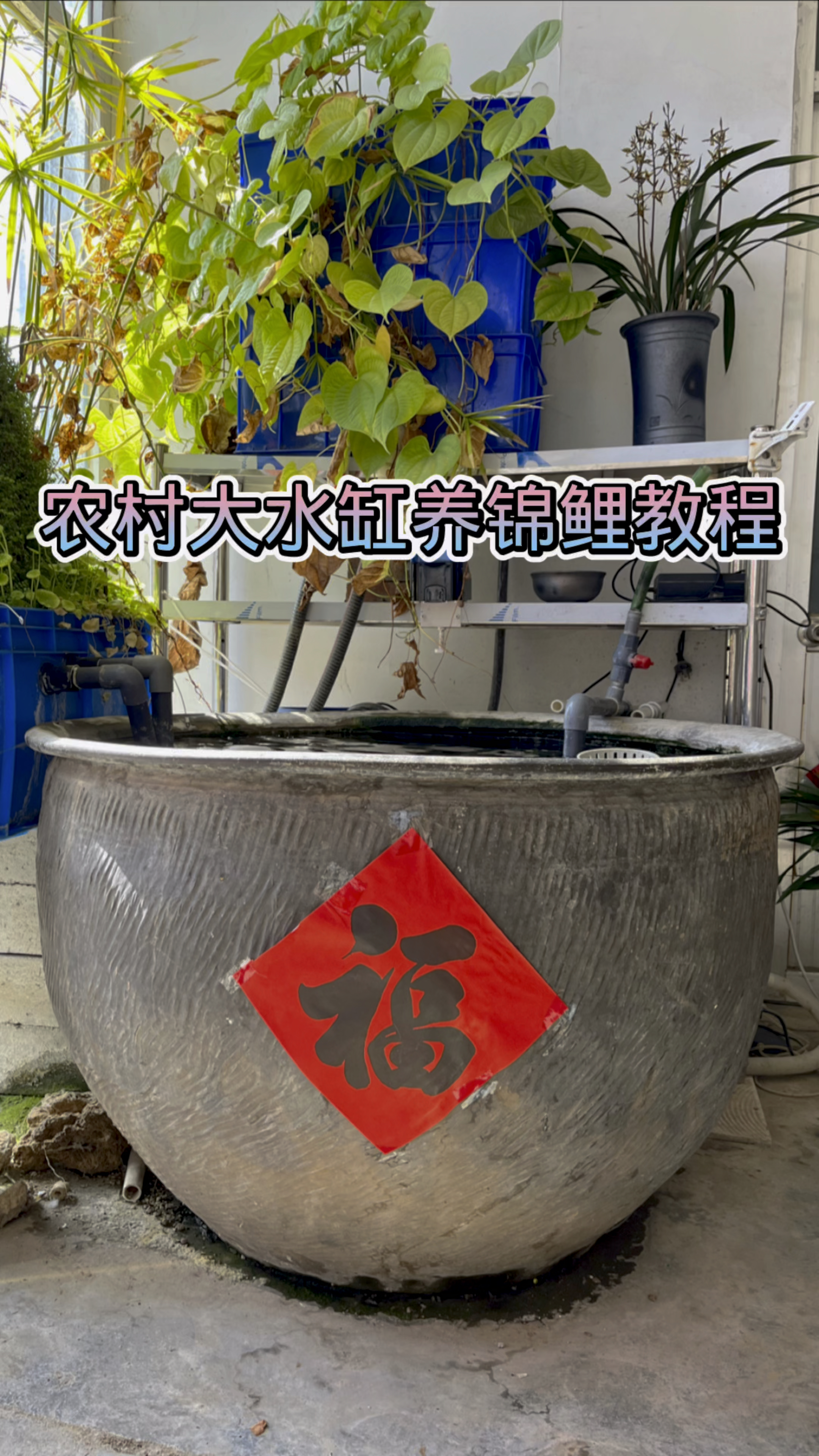 本期视频教你用农村大水缸养好锦鲤鱼!