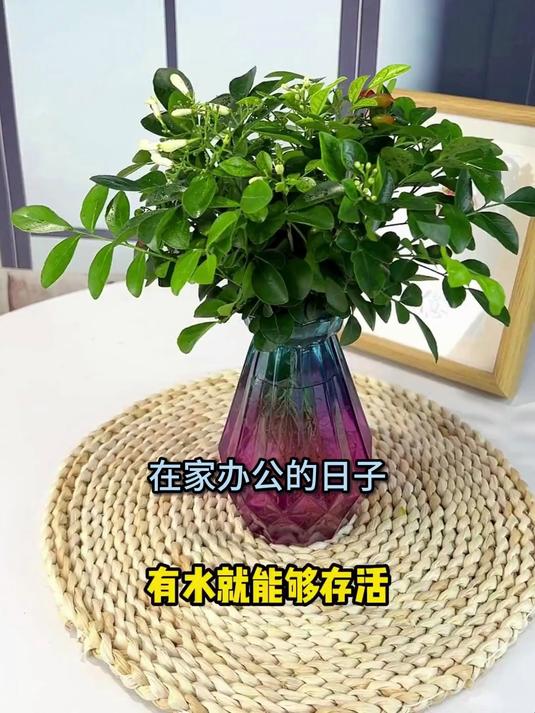 九里香悬崖造型盆栽,四季开花不落叶,客厅阳台的天然香氛机