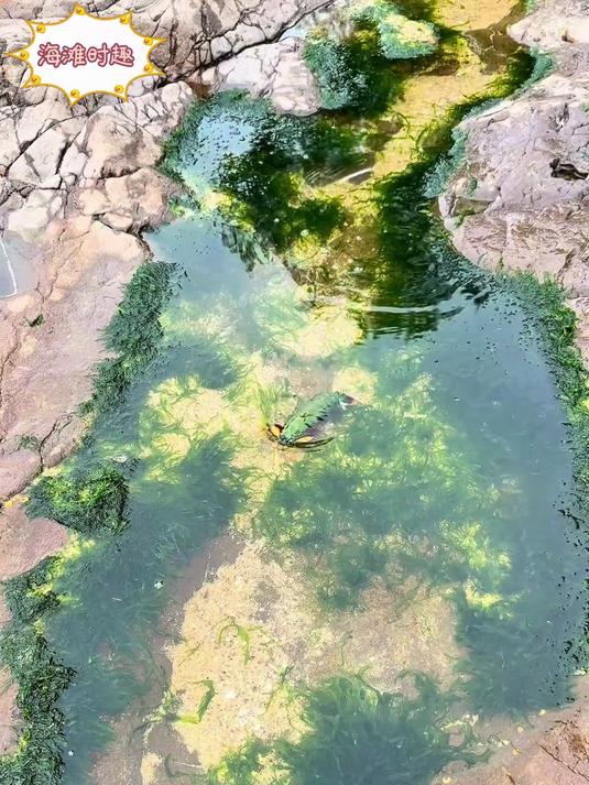 赶海发现一只绿色皮皮虾,自带珠光宝气,真是好神奇啊!
