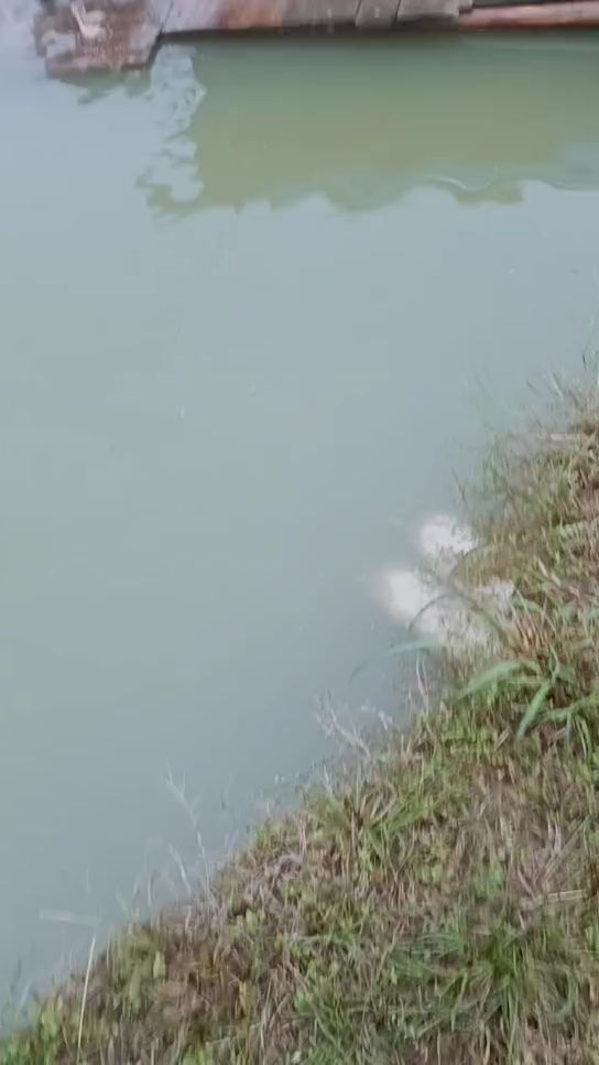 农村生活,家养鸭子,纯天然