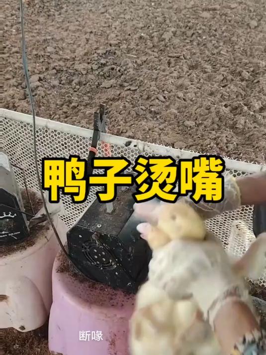 为什么鸭子的嘴巴都要烫一下啊?