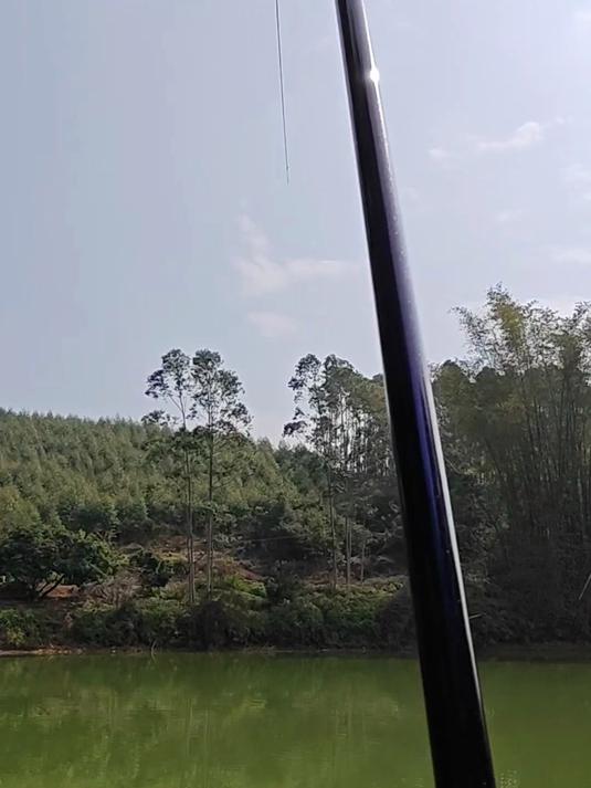 晴久典藏版钓泰鲮