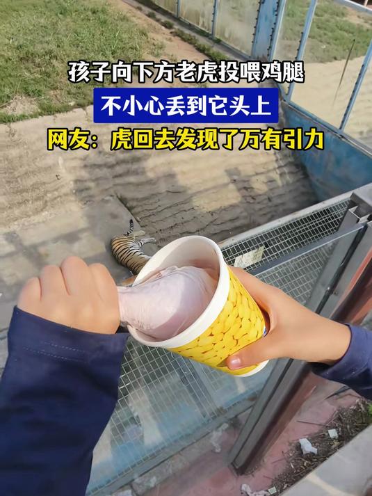 孩子向老虎投喂鸡腿，不小心丢它头上，网友：虎发现了万有引力
