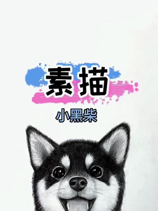 素描小黑柴画法 素描 狗狗 零基础学画画