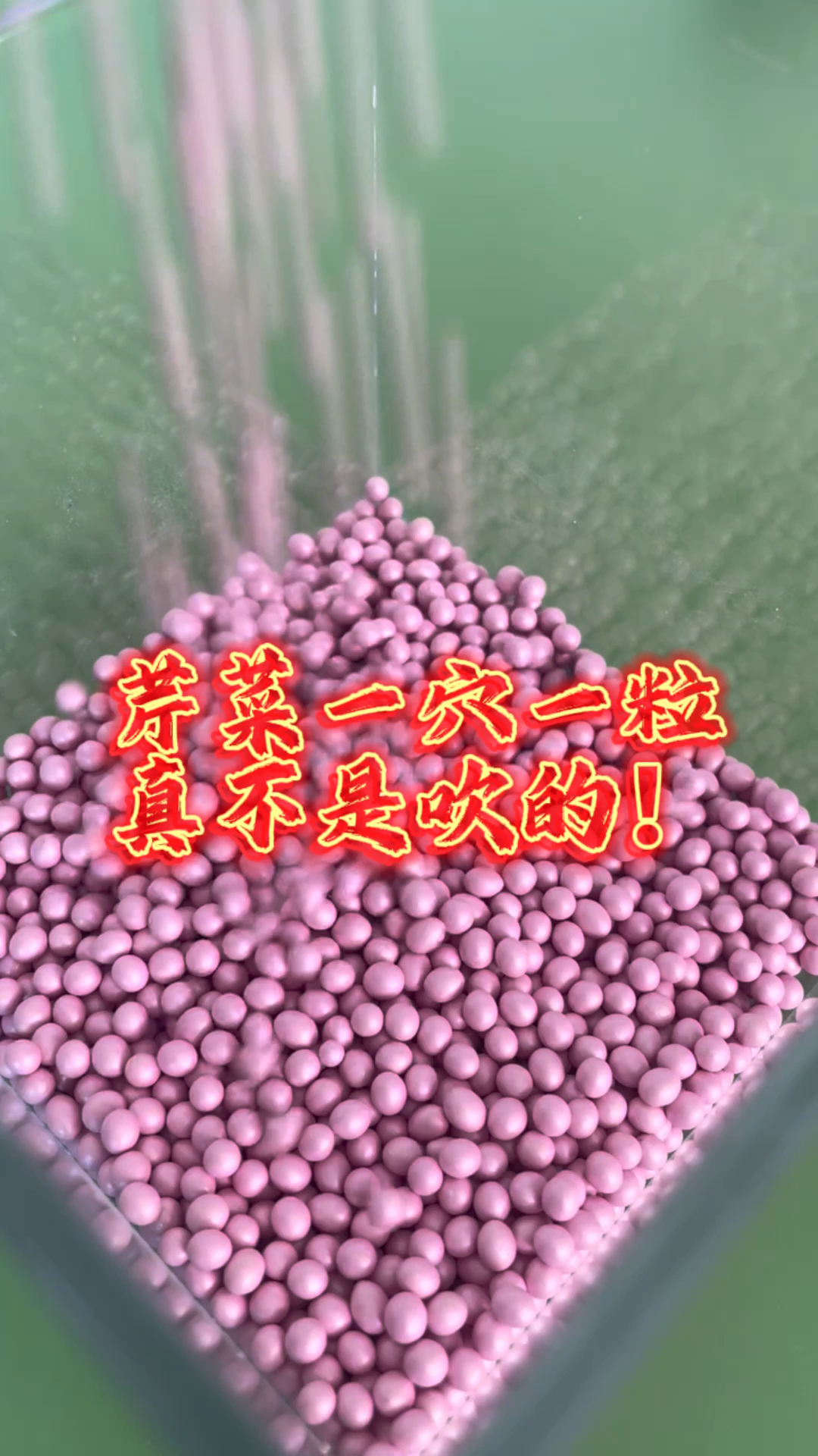 芹菜种子丸粒化、播种更精准、一穴一粒真不是吹的!#芹菜种子丸粒化