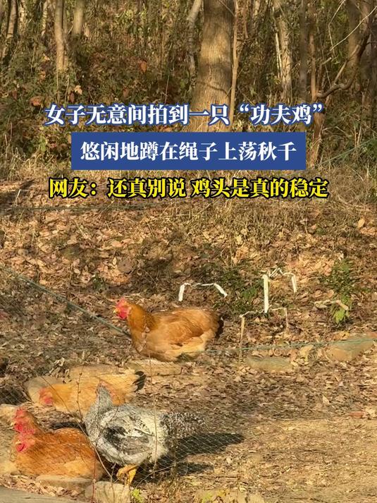 女子无意间拍到一只“功夫鸡”,悠闲地蹲在绳子上荡秋千