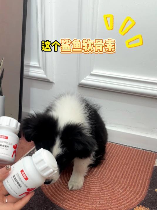 猫犬专用骨骼·关节营养补充剂!鲨鱼软骨素钙片200粒