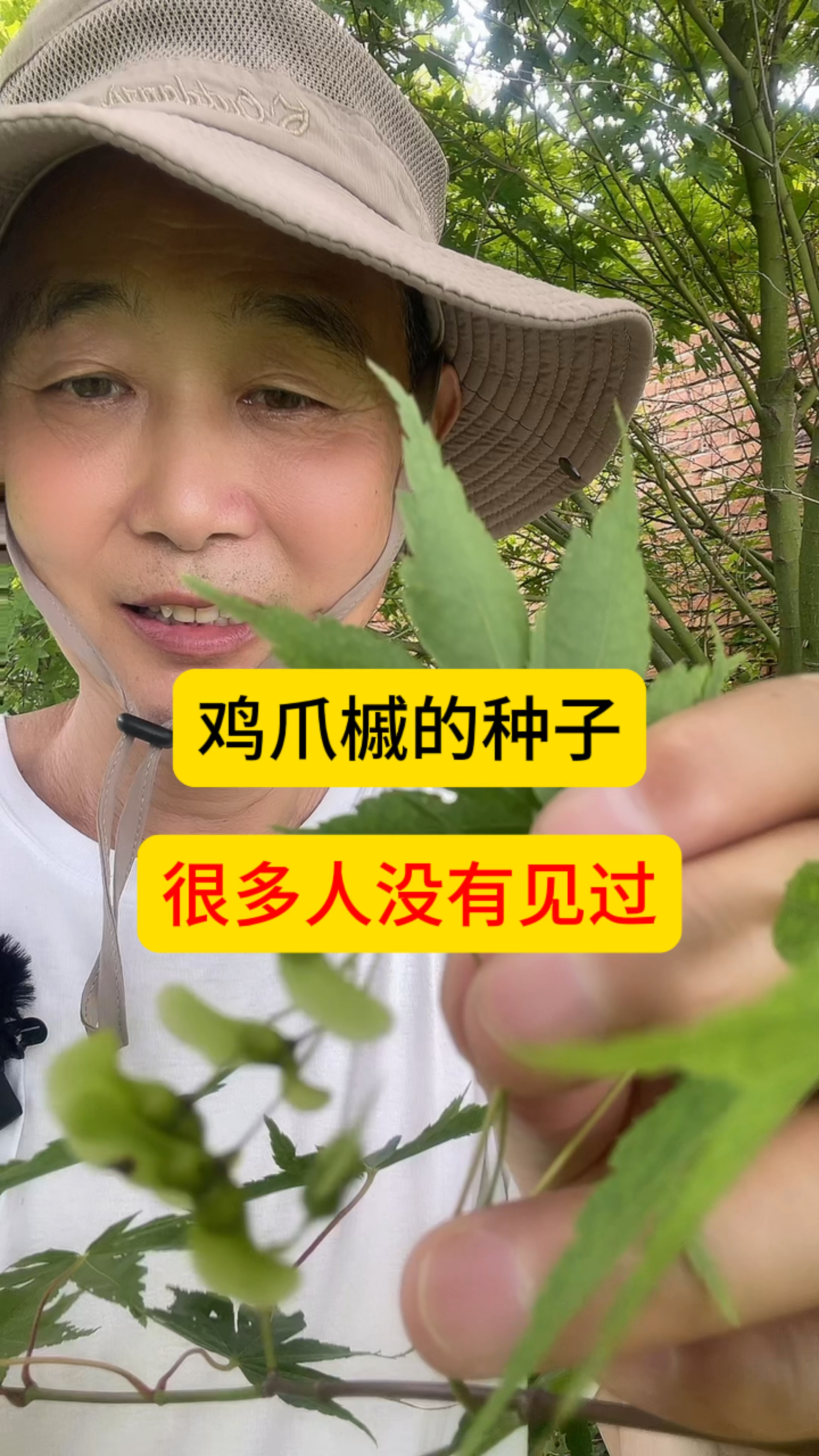 鸡爪槭的种子,很多人没有见过