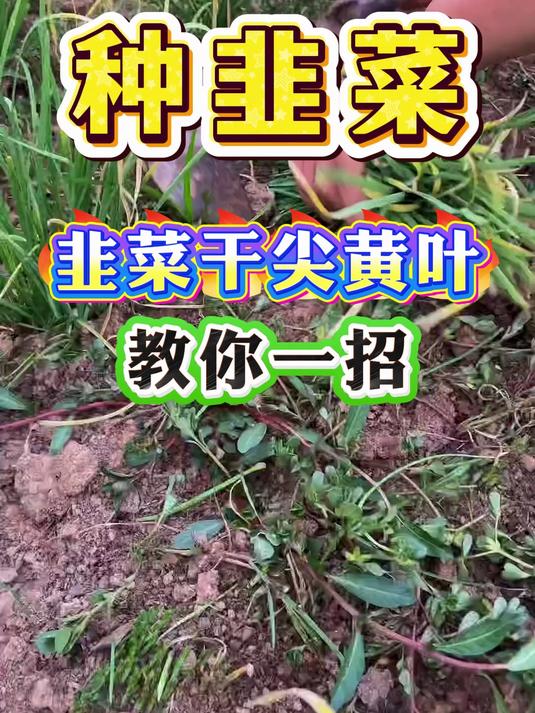 韭菜干尖黄叶，教你一招#韭菜##韭菜种植##蔬菜种植#