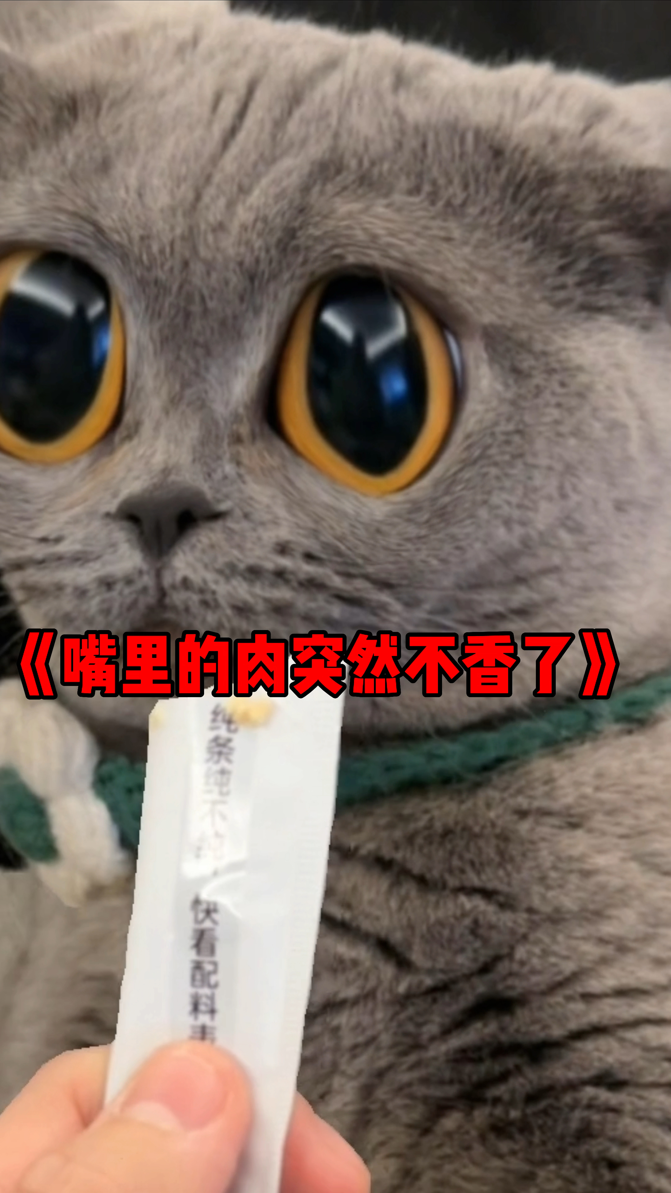 当我对我家猫说要吃猫肉