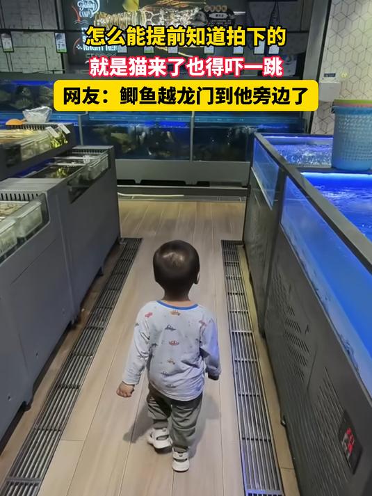 怎么能提前知道拍下的，就是猫来了也得吓一跳，网友：鲫鱼越龙门到他旁边了