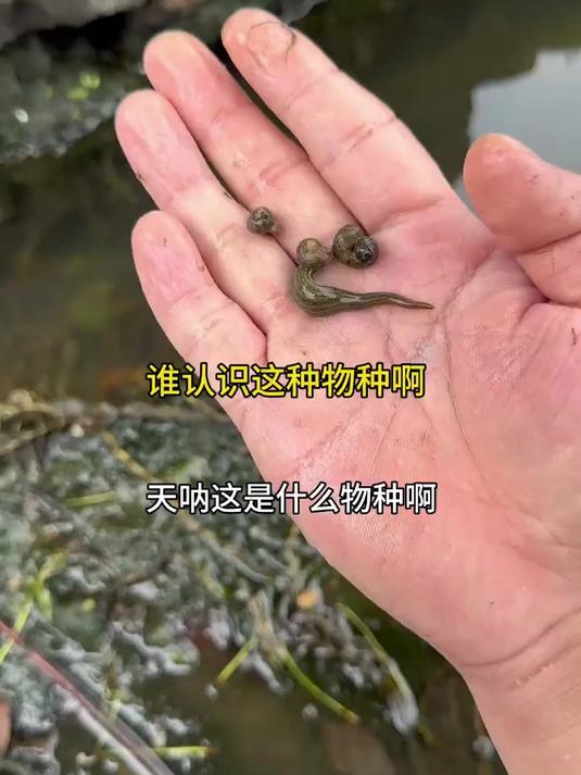 逮到好多稀奇古怪的鱼