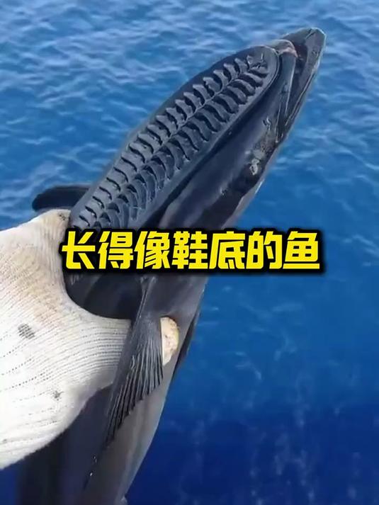 长得像鞋底的鱼
